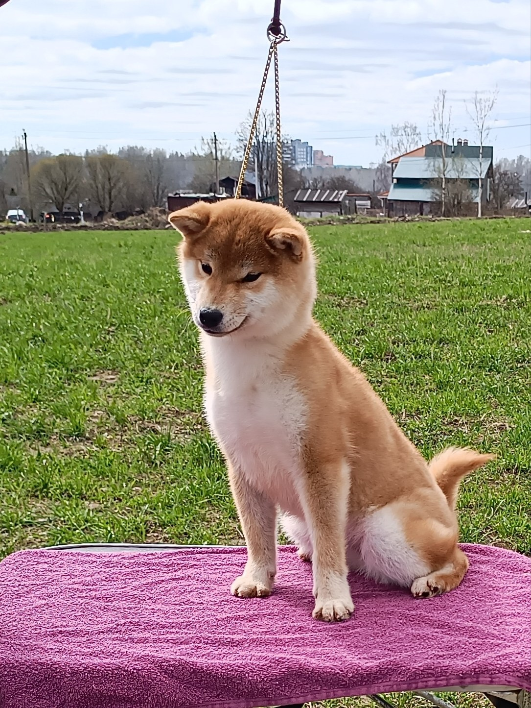 Rubylight Bella * Белла. Американская акита I Сиба ину I Питомник RUBYLIGHT