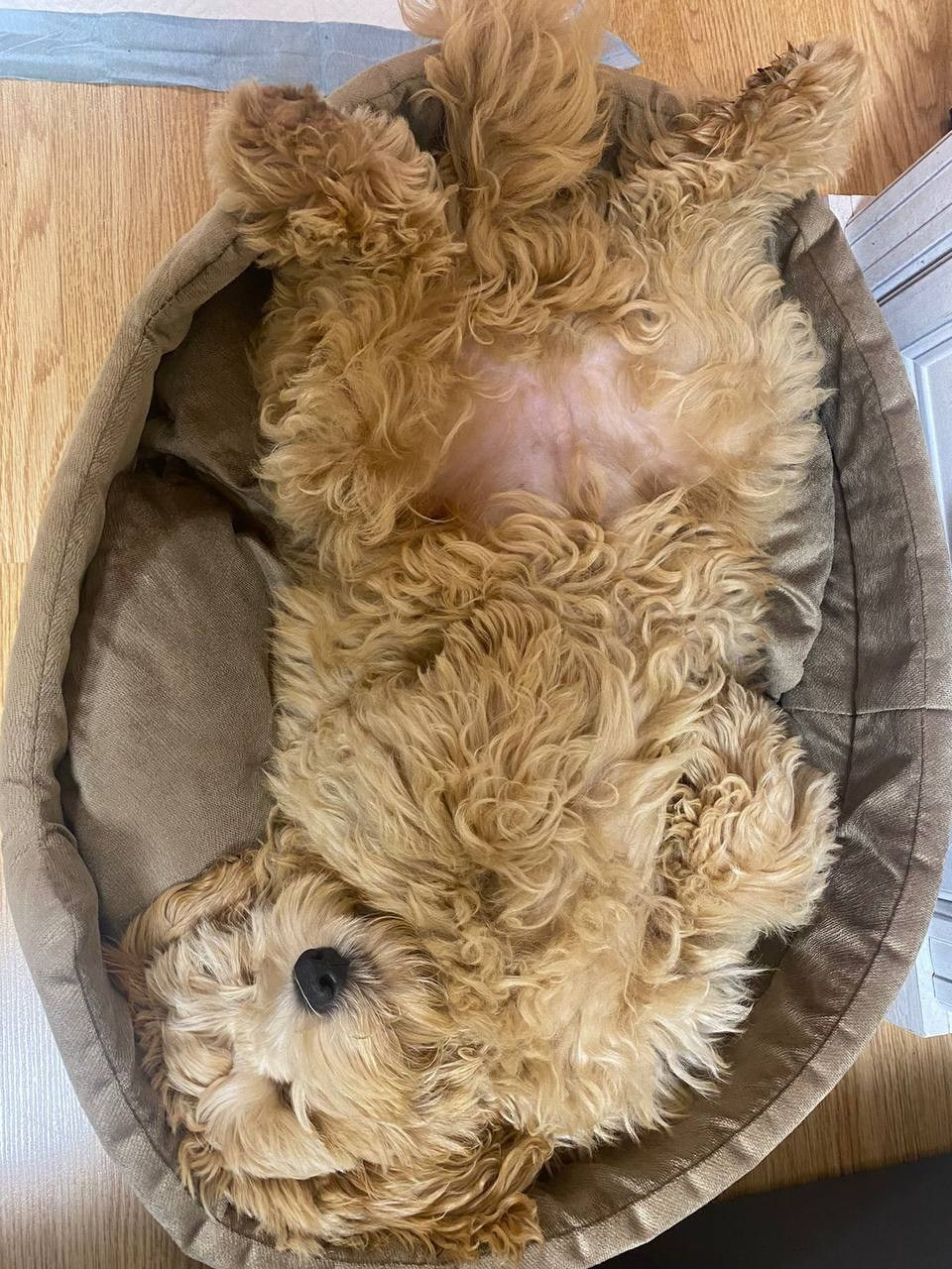 Выпускники. Заводчик Labradoodle в Санкт-Петербурге — Костылева Ульяна