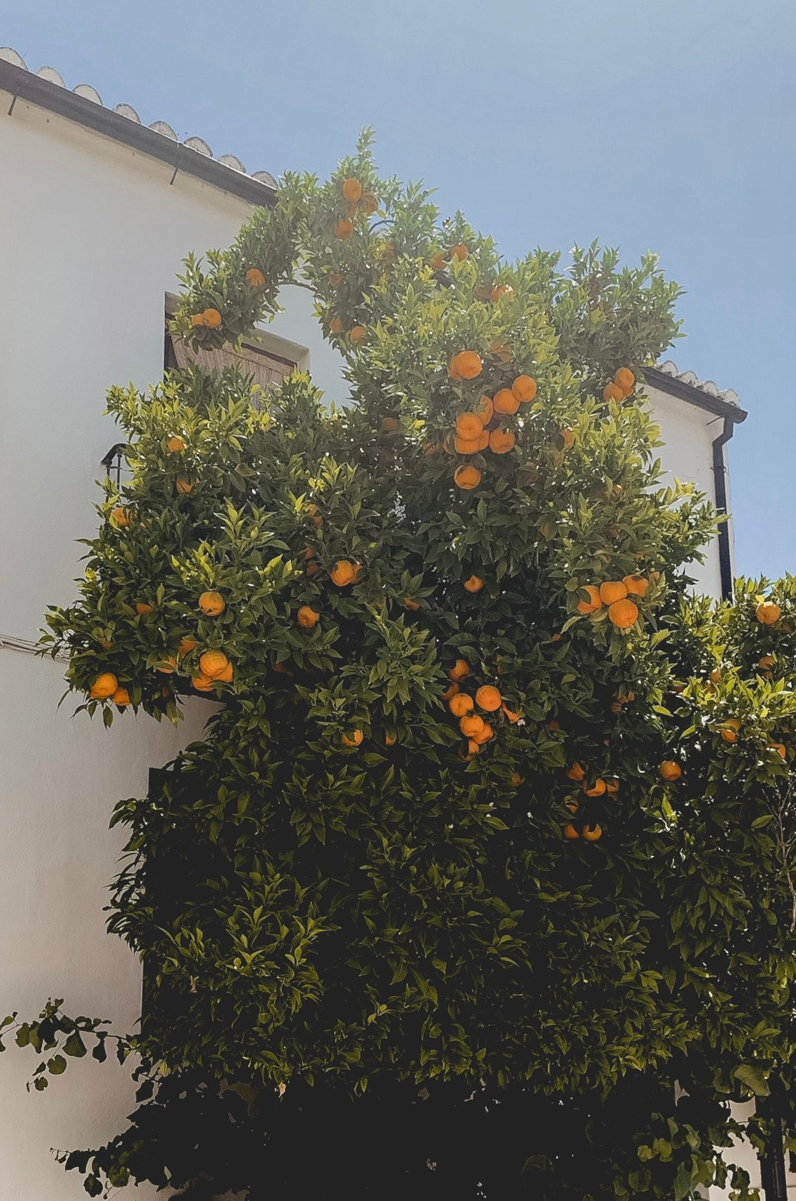 Spain. Nadi Sapunova photographer & visual storyteller