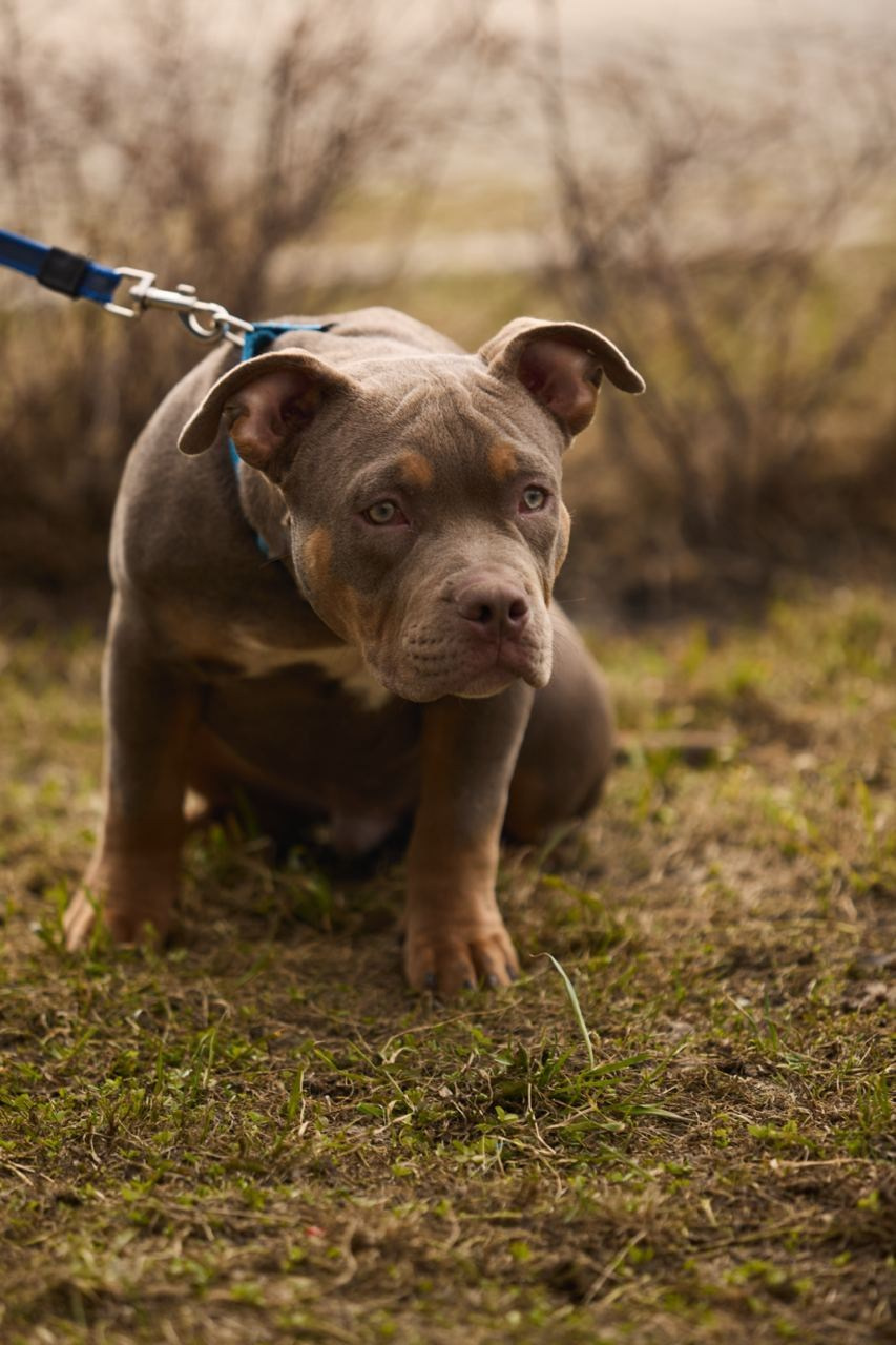 Фотосессия Kenzo. Buyvolenko Andrey