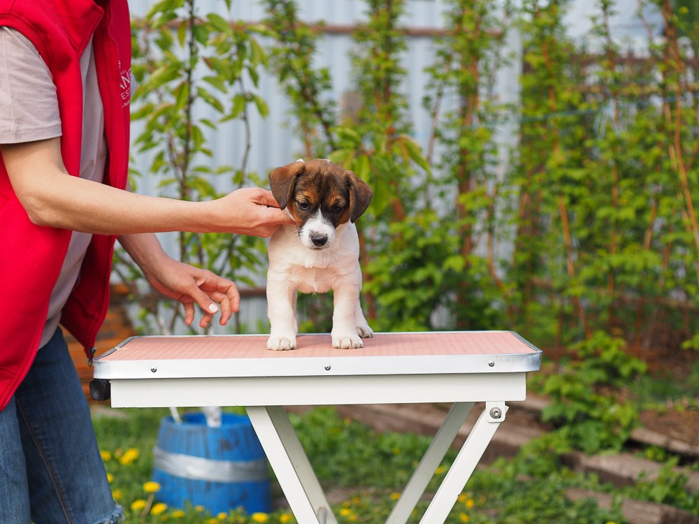 Племенной питомник КАНЕ МАЭСТРО предлагает для приобретения девочку Джек рассел терьер. Ровная спина. Прямой хвост и лапки. Документы РКФ. 