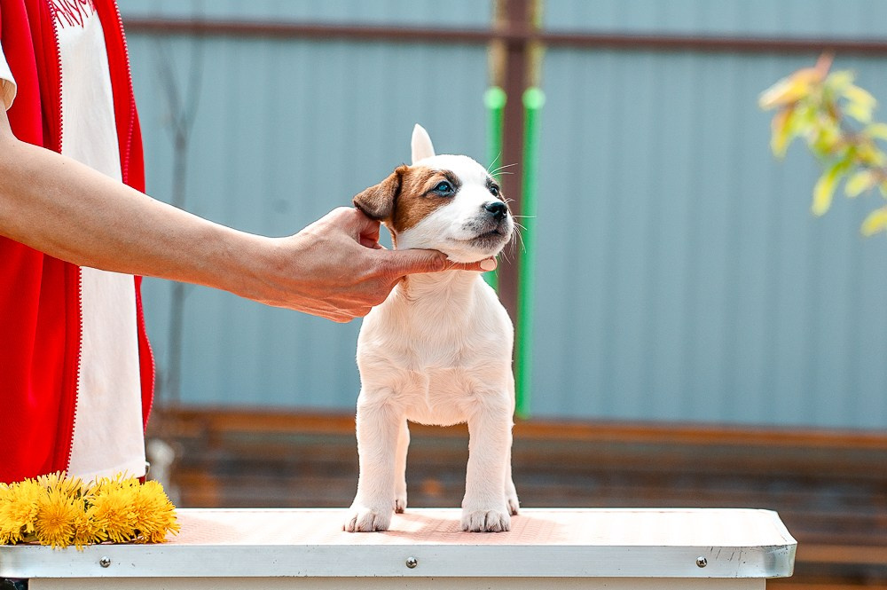 КАНЕ МАЭСТРО ФЕРИТЕЙЛ. Девочка гладкошерстная из питомника КАНЕ МАЭСТРО. Ровные лапки. Шикарный темперамент. Продается.