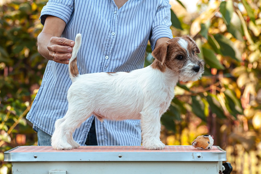 CANE MAESTRO SQUIRE. CANE MAESTRO — kennel Jack Russell Terrier