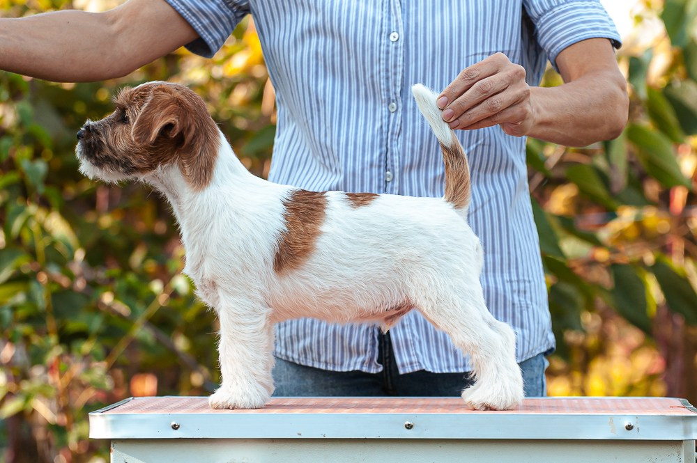 CANE MAESTRO SQUIRE. CANE MAESTRO — kennel Jack Russell Terrier