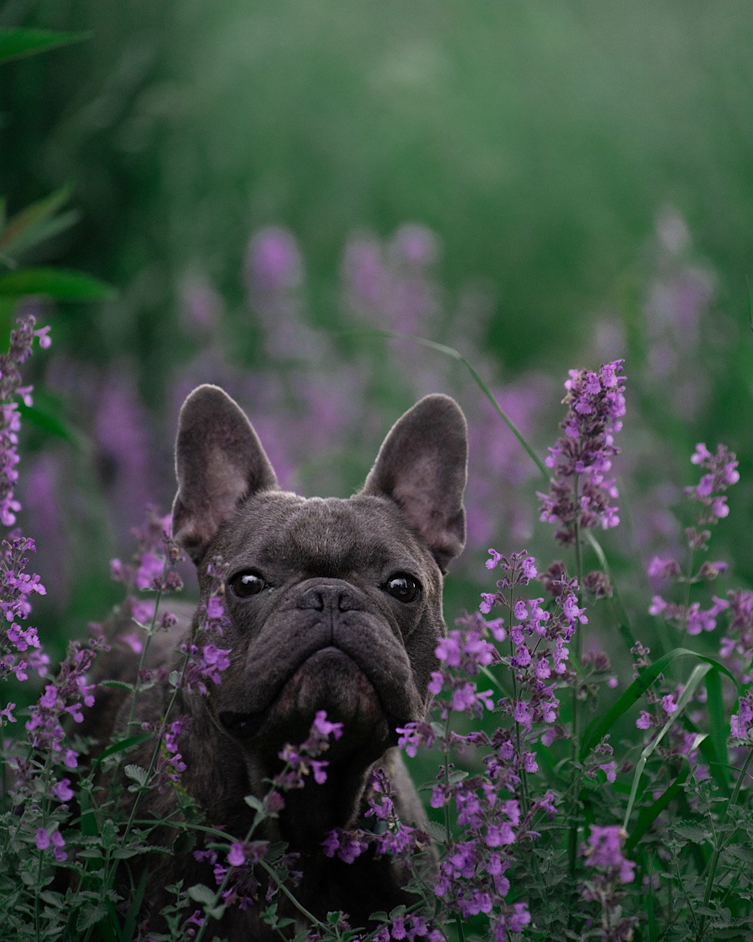 Аня и Чак. Фотограф анималист в Москве и Санкт-Петербурге Свиридова Анна