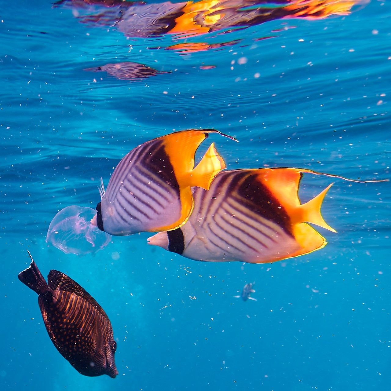 Мне посмотреть. Рыбов показываю