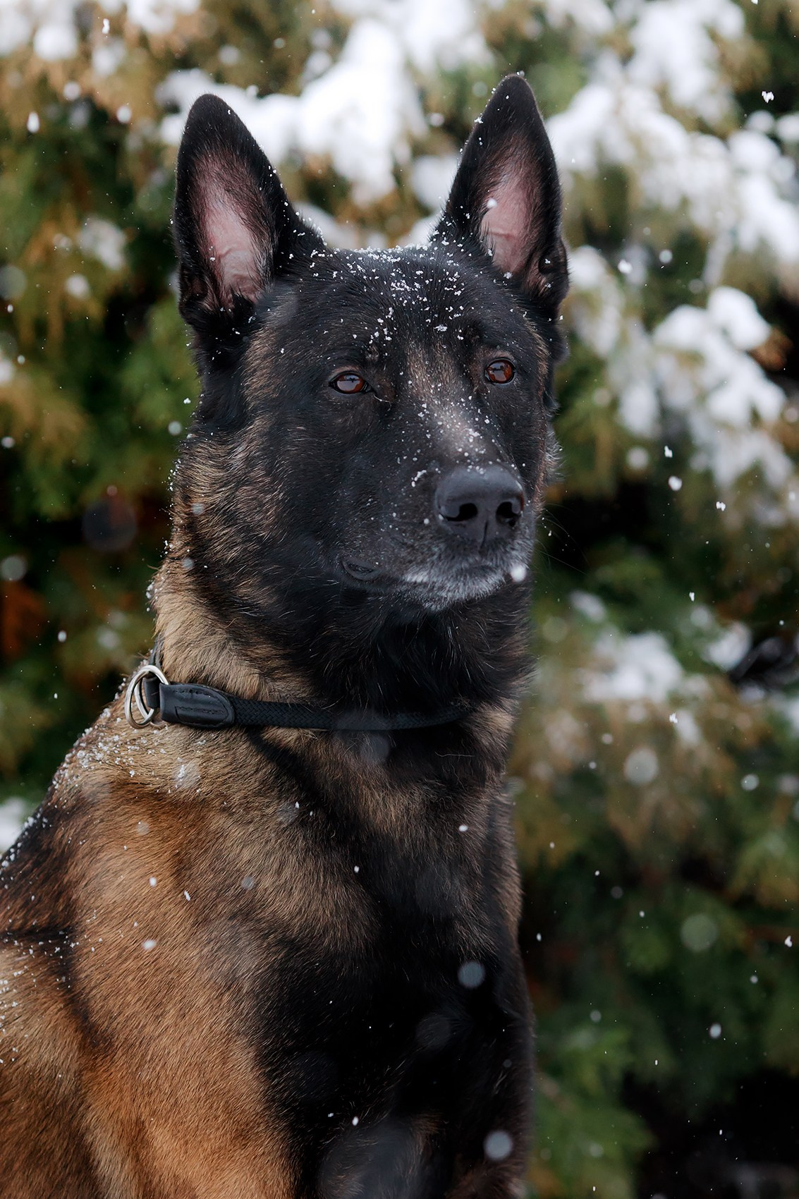 Зорро. Фотограф-анималист Mary Mart — Москва, Питер
