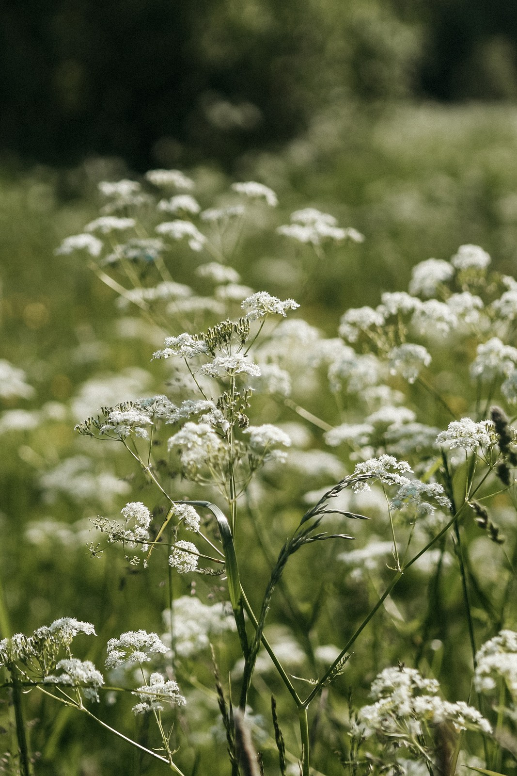 Свадебный фотограф в ЗАГС Питер