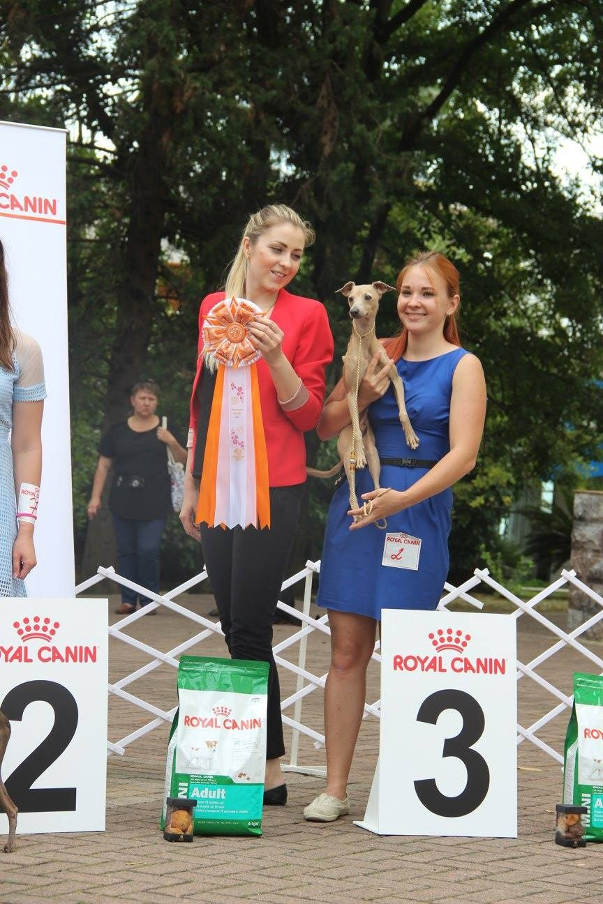 Организация монопородной выставки. Профессиональный питомник левреток РКФ/FCI ASTI SAPPHIRE 💎 Сочи|Санкт-Петербург