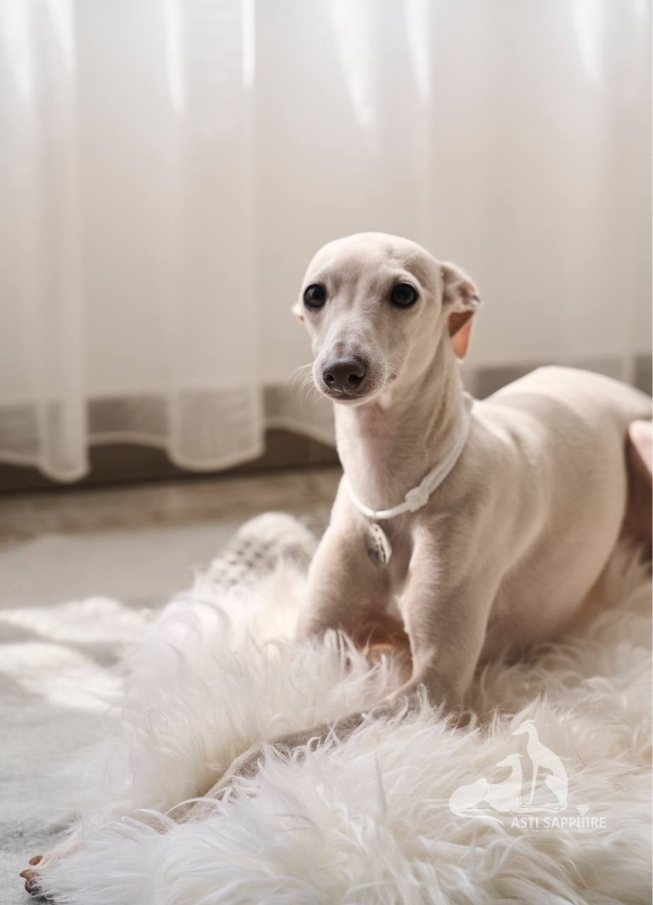 Asti Sapphire Yaasiina Laysan Cerulian. Профессиональный питомник левреток РКФ/FCI ASTI SAPPHIRE 💎 Сочи|Санкт-Петербург