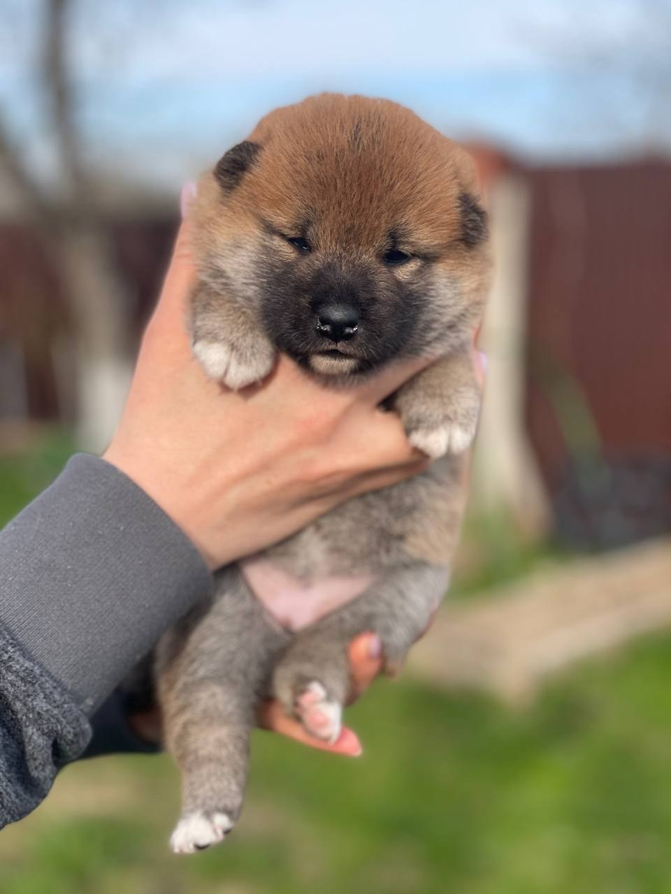 сиба питомник Рубилайт щенки на продажу rubylight  сиба щенки купить СПб Санкт-Петербург