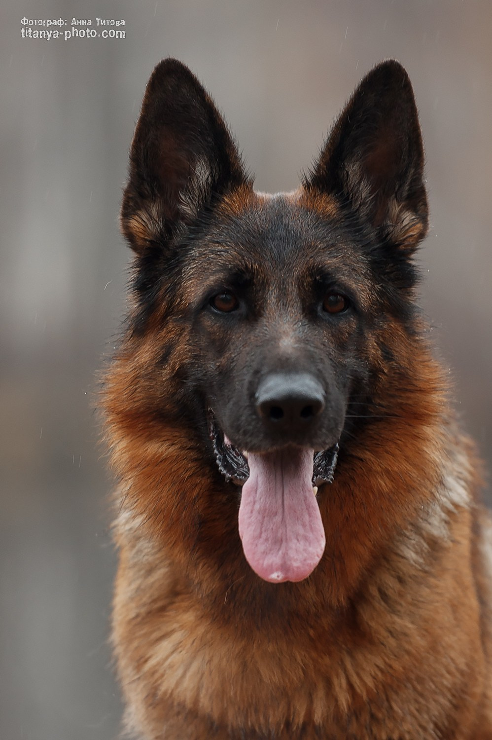 Экстерьерная фотосъёмка немецких овчарок. Фотограф собак, фотограф-анималист Аня Титова (Titanya). Москва