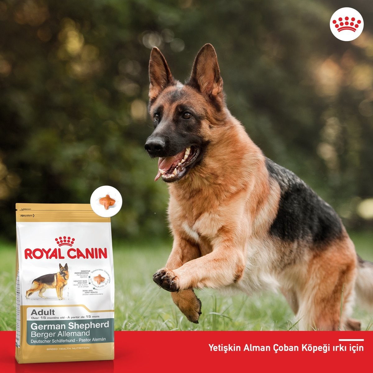 О фотографе TitAnya. Фотограф собак, фотограф-анималист Аня Титова (Titanya). Москва