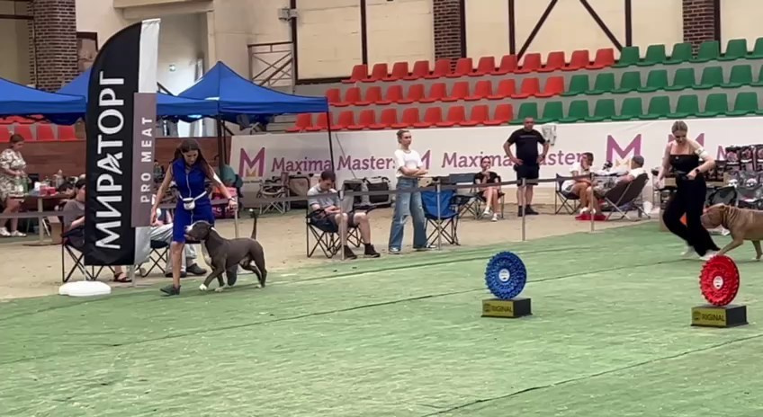 Участие в выставках. Американские булли XL в г. Калининград. Питомник Great Bully UNIVERSE