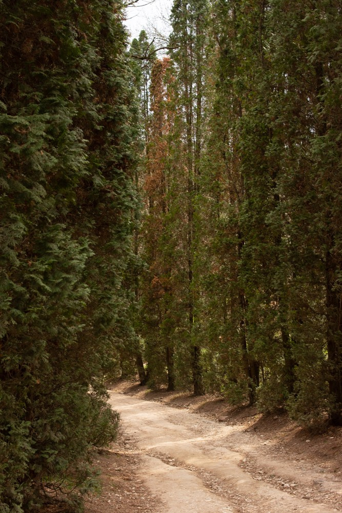 Кавказ. Детский и семейный фотограф в Екатеринбурге Екатерина Гильманова