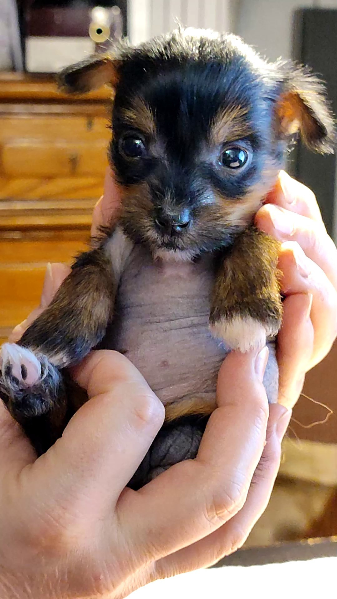 2 года помету V!. Питомник китайских хохлатых собак Poale Ell: купить щенка в питомнике