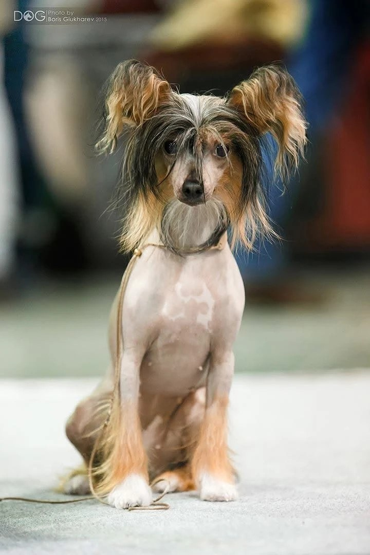 Предновогодняя выставка Элечки. Poale Ell Chinese Crested Dog Kennel: Buy a puppy from the kennel