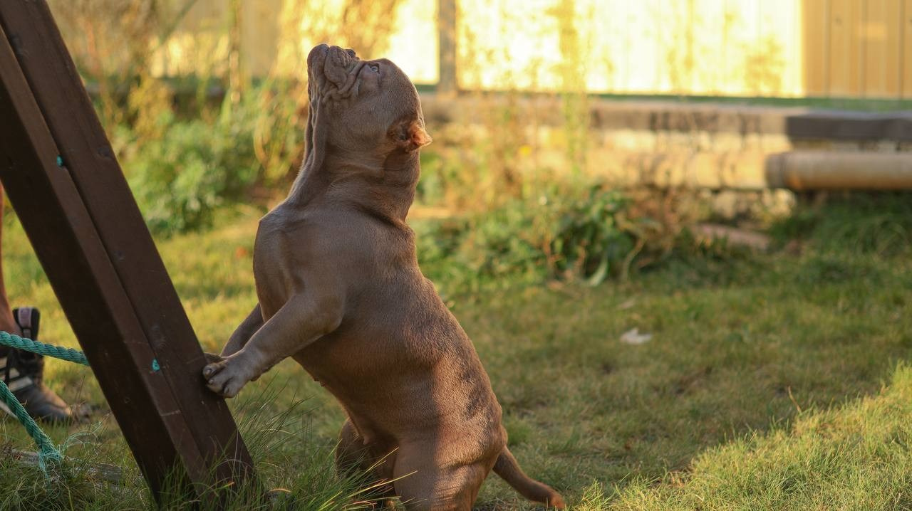 Познакомьтесь с Американским Булли в Иркутске. Питомник собак Иркутск