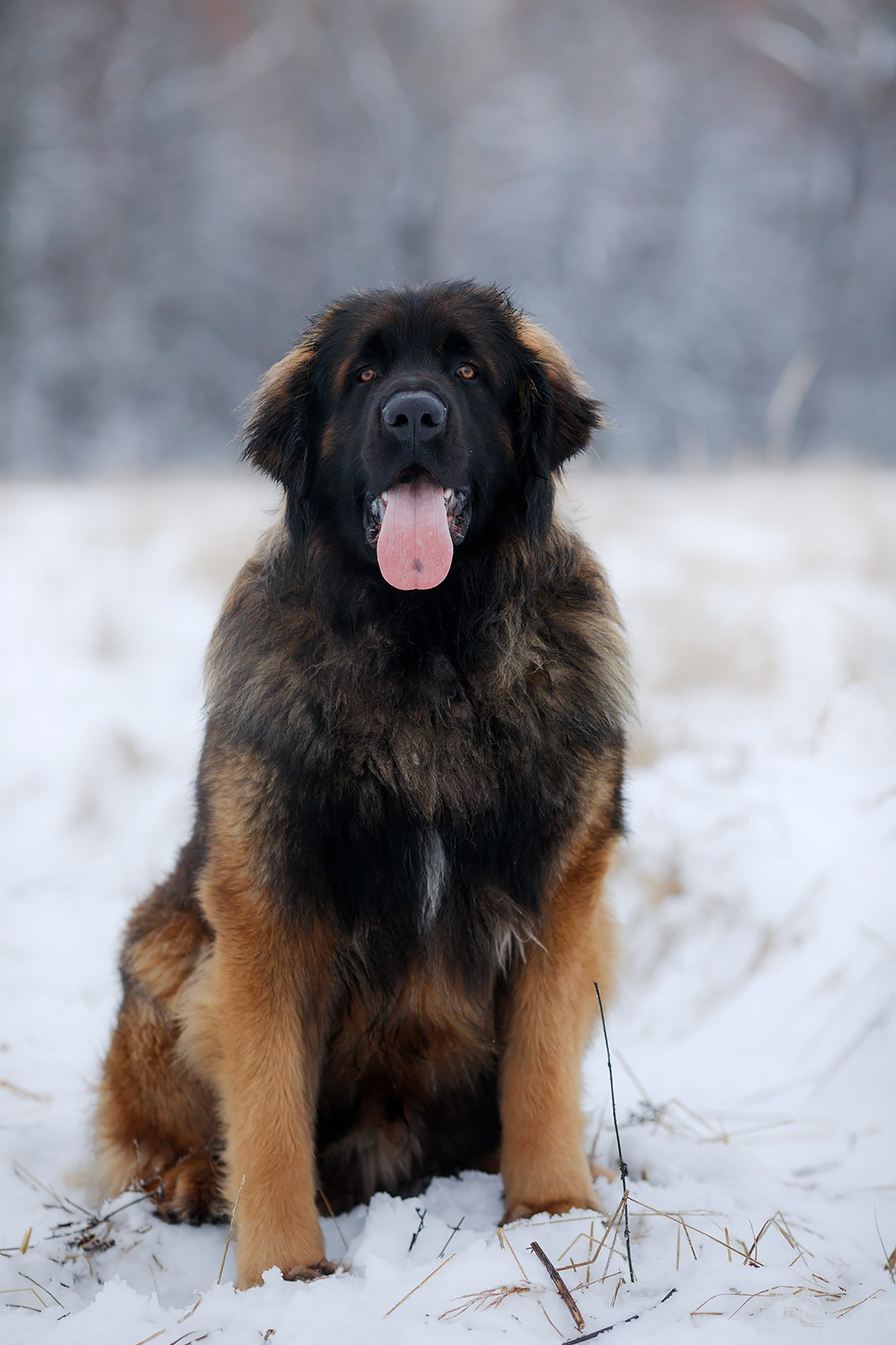 Леоненбергеры. Фотограф-анималист Mary Mart — Москва, Питер