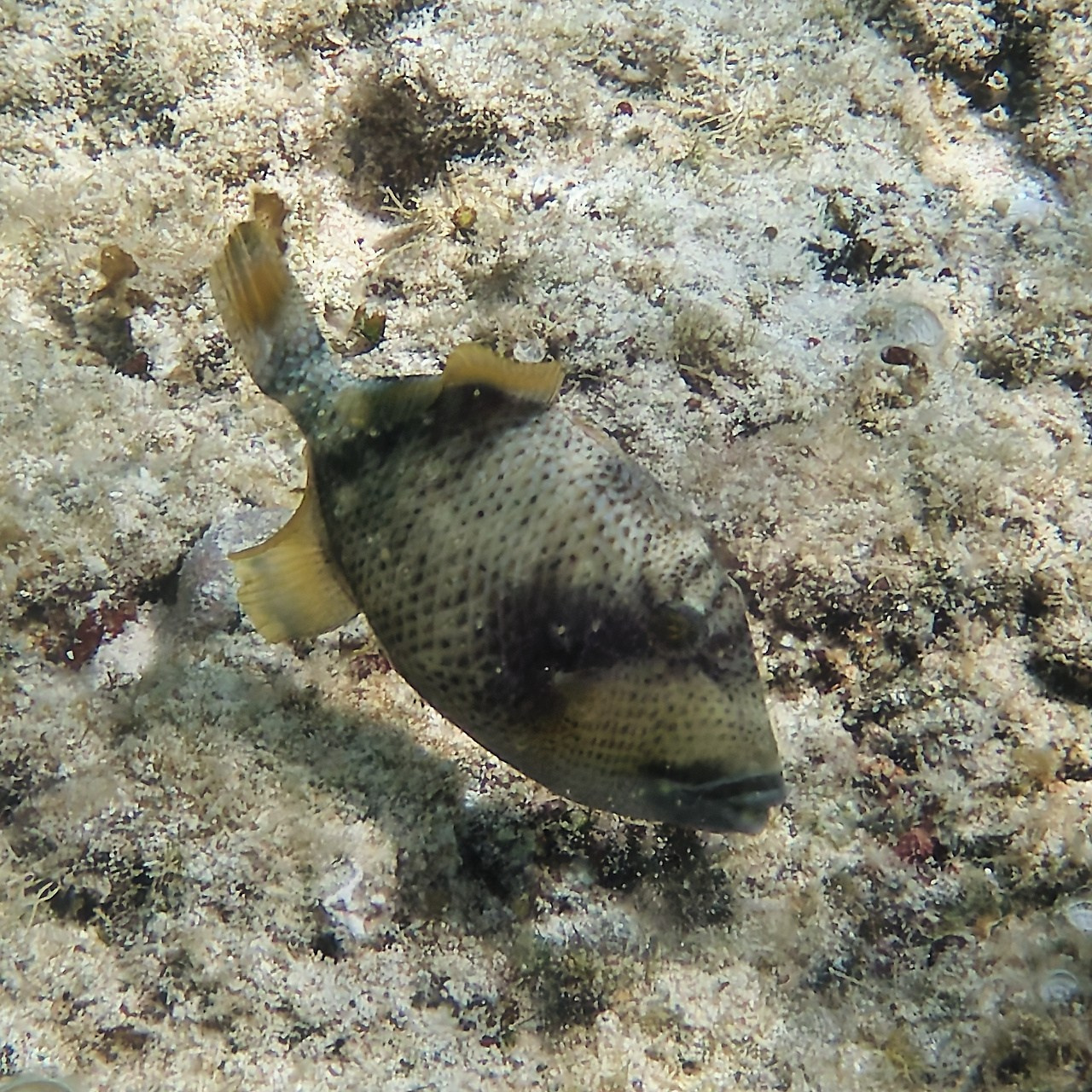 Мне посмотреть. Рыбов показываю