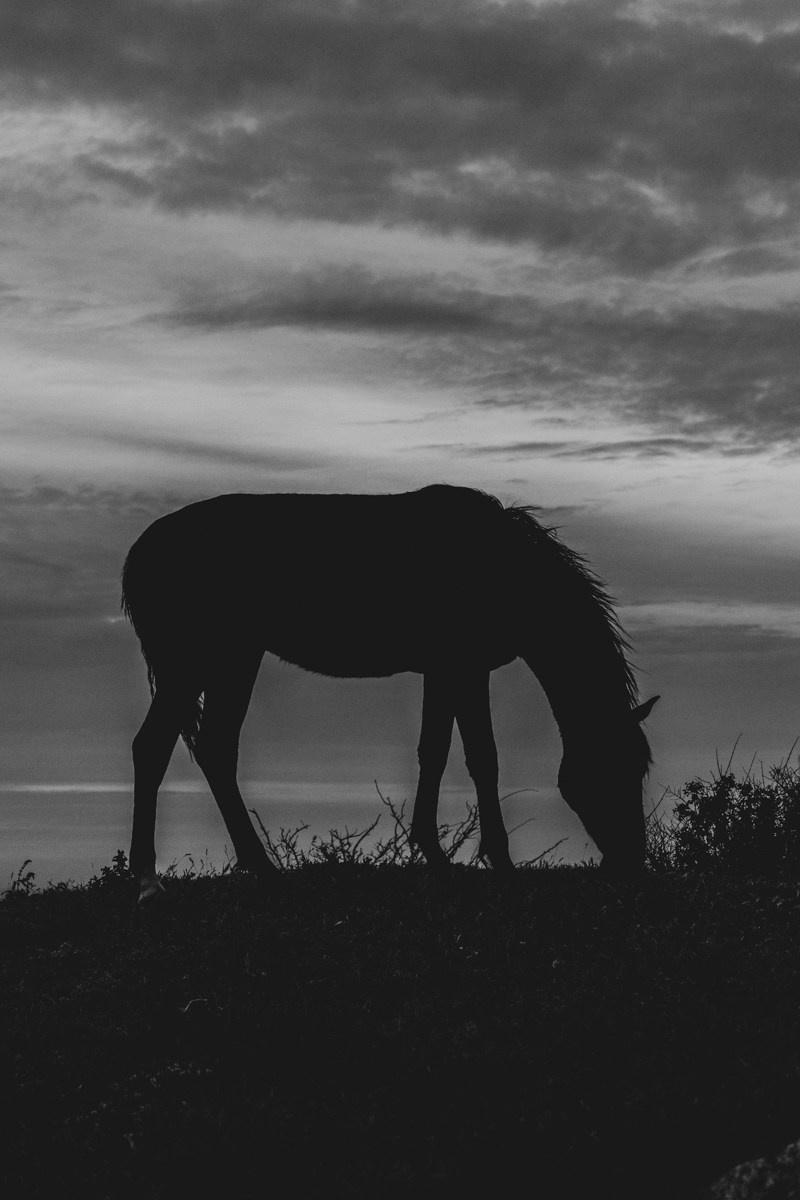 Животные. Photomantis