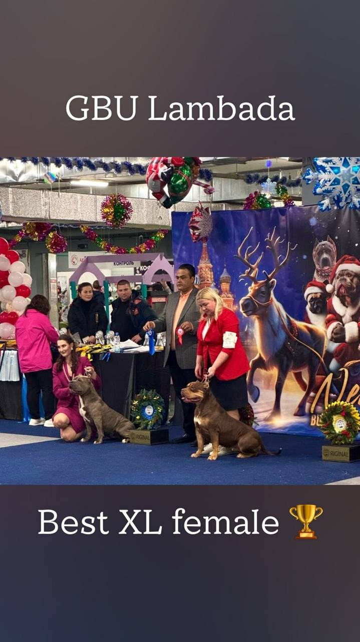 Участие в выставках. Американские булли XL в г. Калининград. Питомник Great Bully UNIVERSE