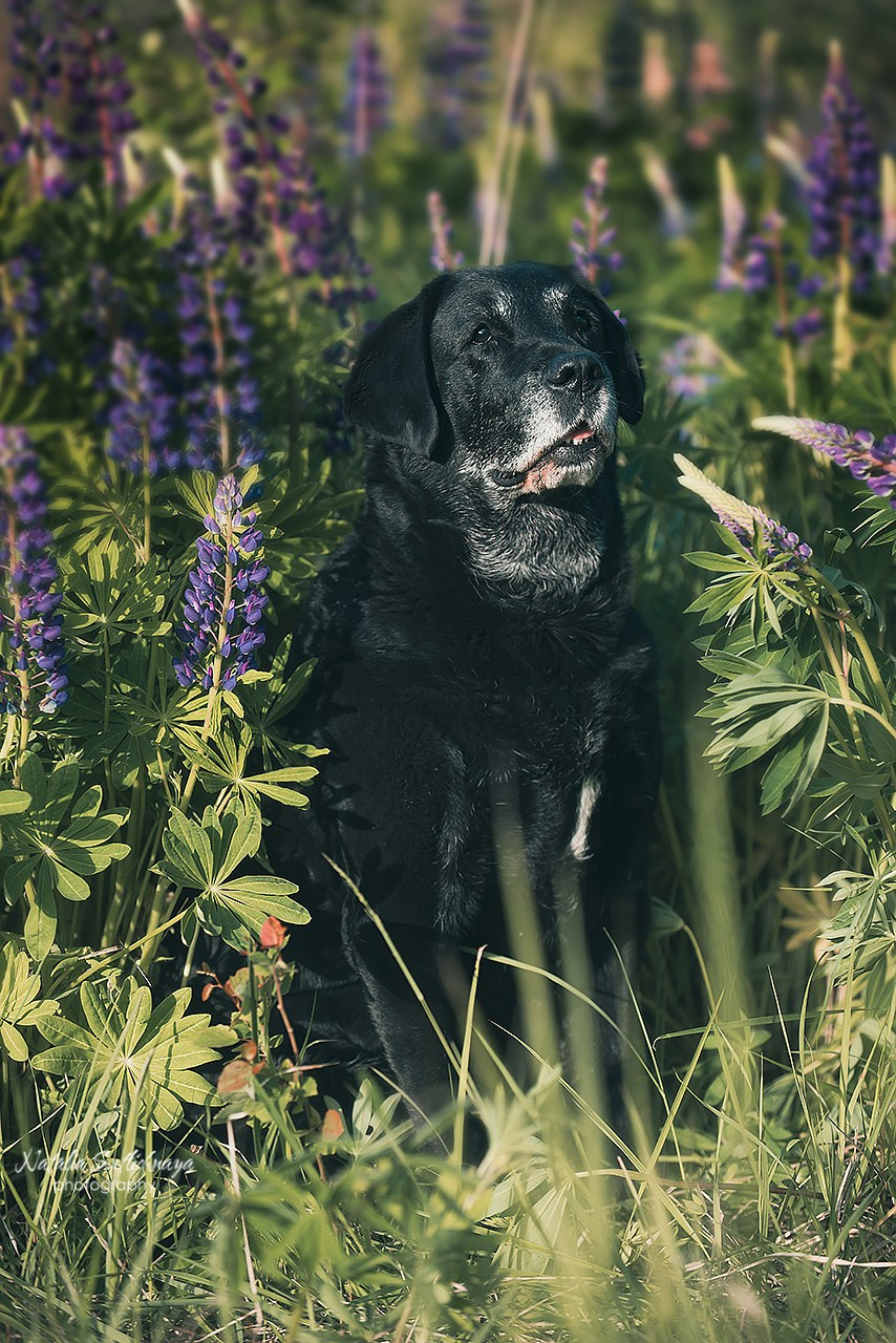 Лабрадоры в люпинах. Фотограф-анималист Наталья Светличная