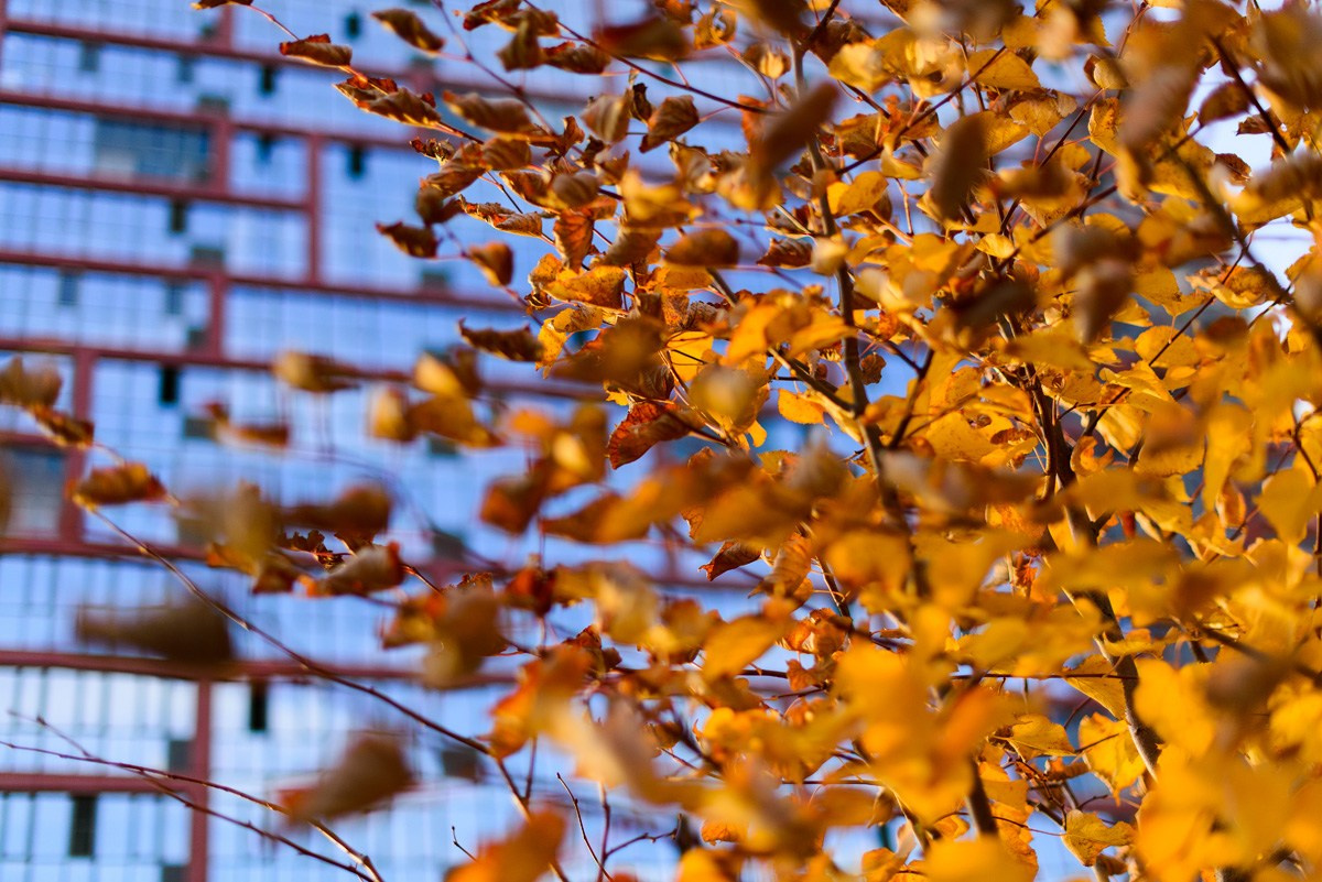 ЖК Ясный Берег. Фотограф Сергей Сергеев