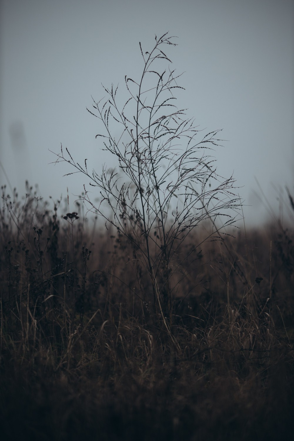 Природные пейзажи. Наталия Клевинскас портретный фотограф в Костроме