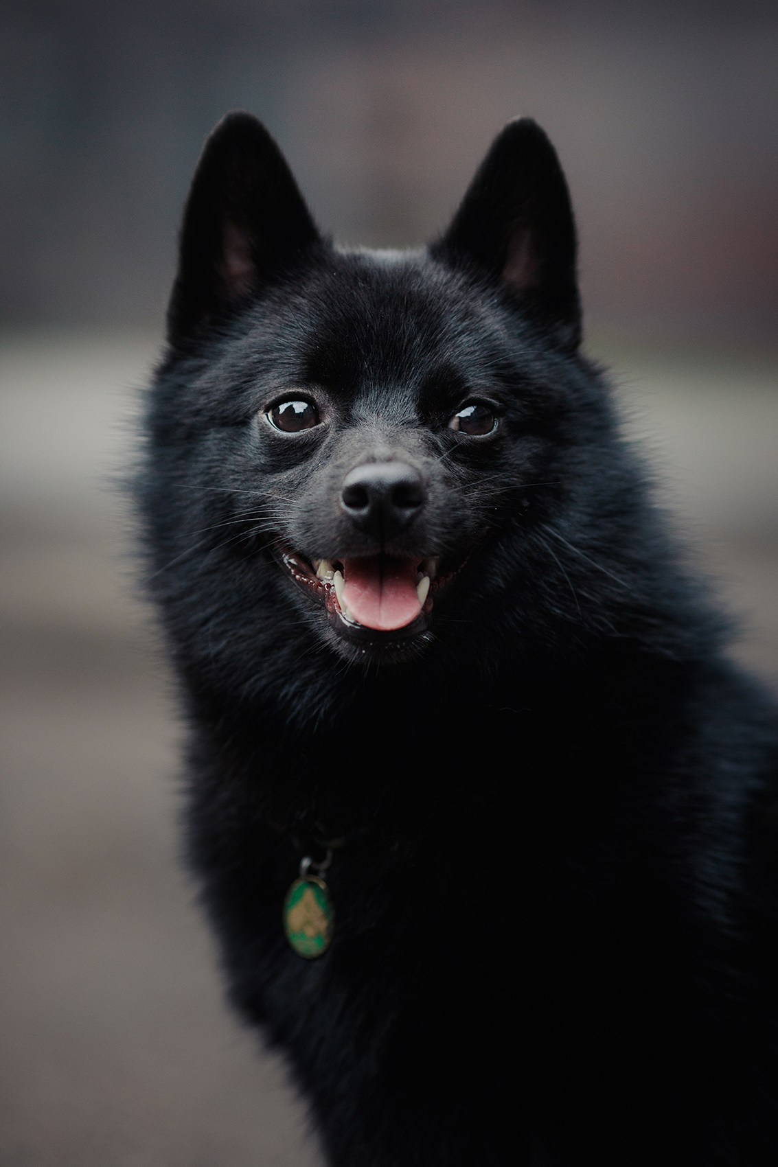Саша, Маша и шипперке Йети. Фотограф-анималист Mary Mart — Москва, Питер