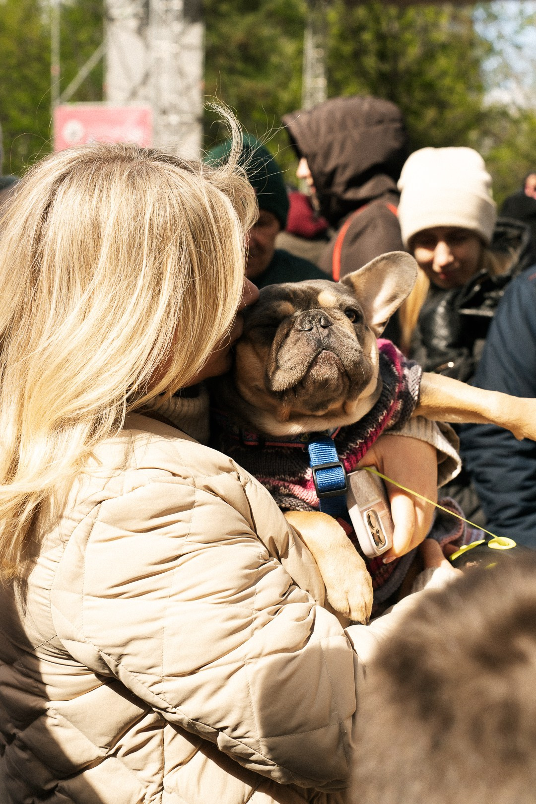 Парад Бульдогов. Axenov_eugene