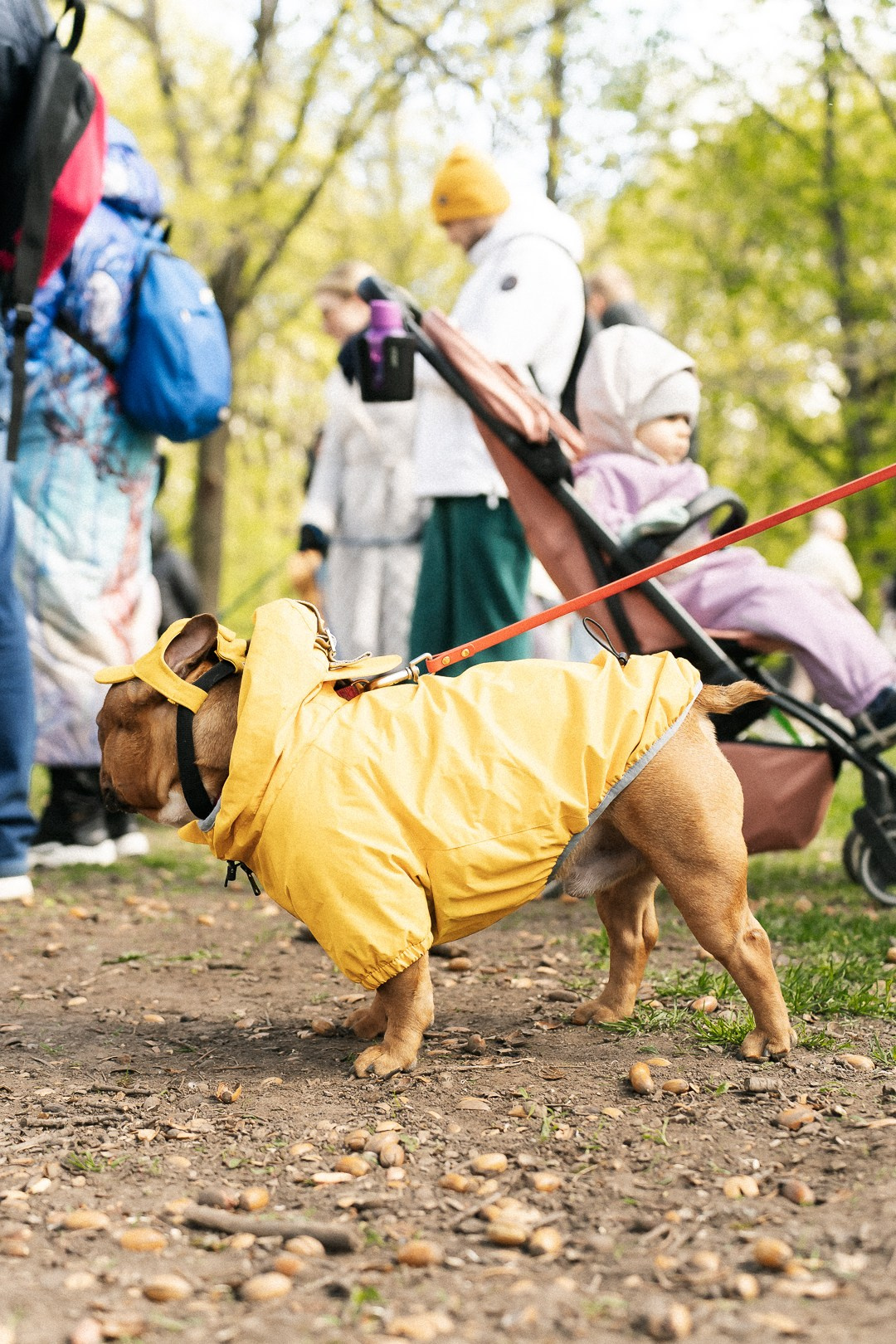 Парад Бульдогов. Axenov_eugene