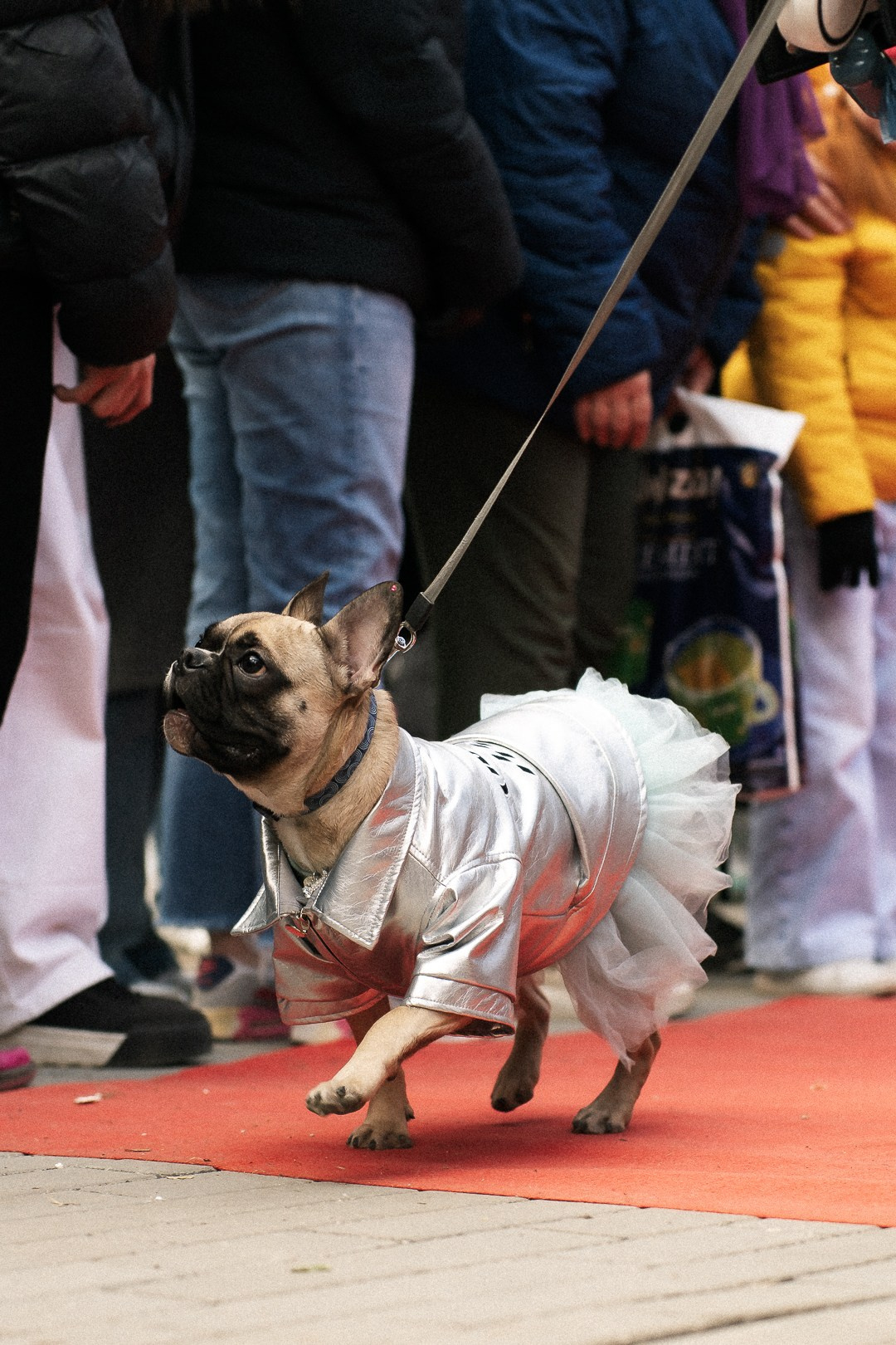 Парад Бульдогов. Axenov_eugene