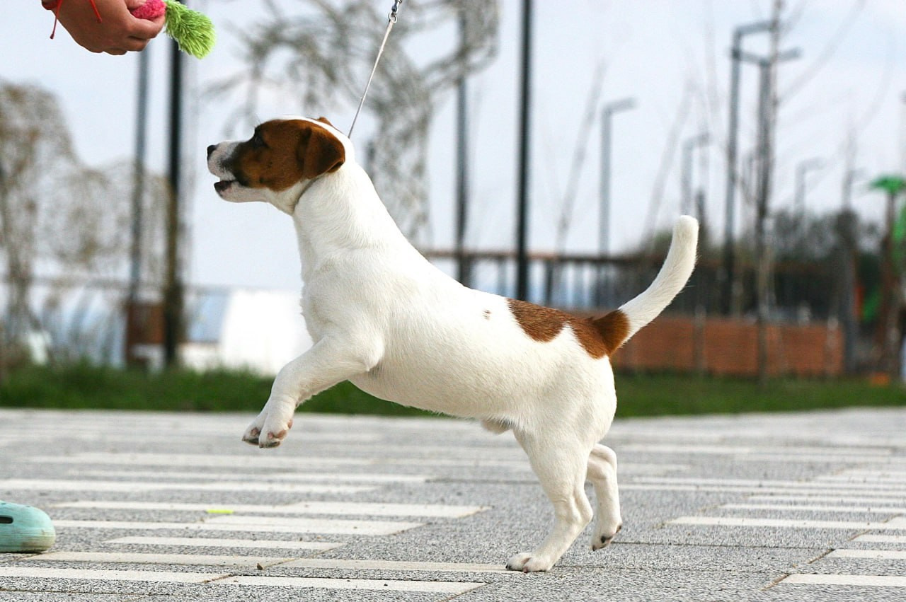 VOLNA STAR LAGERFELD LEGENDS. Lovely-Orange питомник джек рассел терьеров