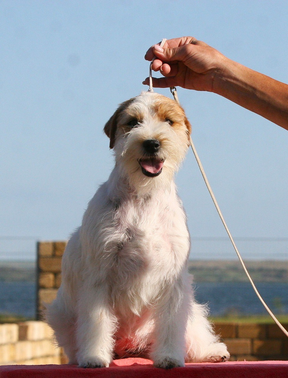 Lovely-Orange Colambina. Lovely-Orange питомник джек рассел терьеров