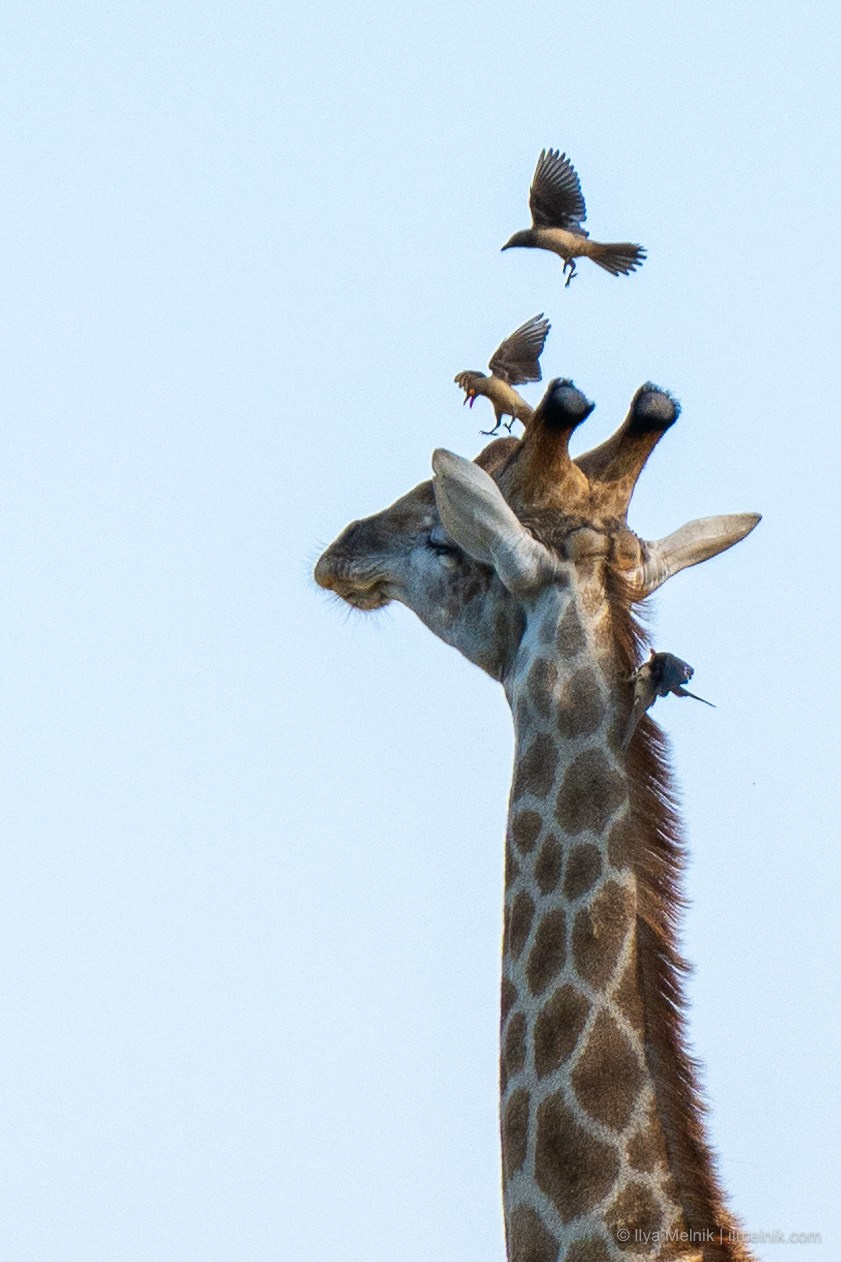 South Aftrica. Ilya Melnik Photography