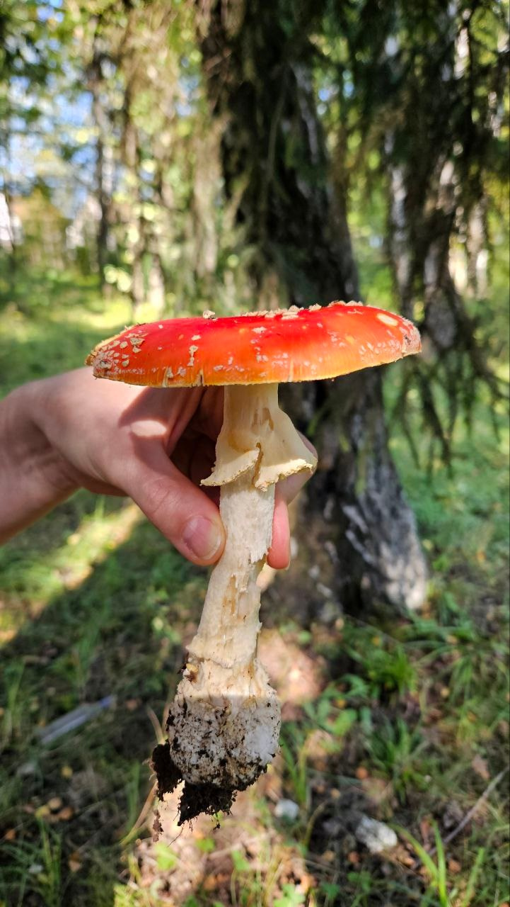 Мухомор Party. Мастер-классы ● Изостудия «Мы рисуем!» ● Южное Бутово, Москва