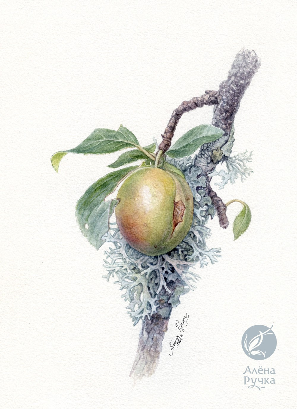 Алыча дикая. 20х30 см, бумага, акварель. 