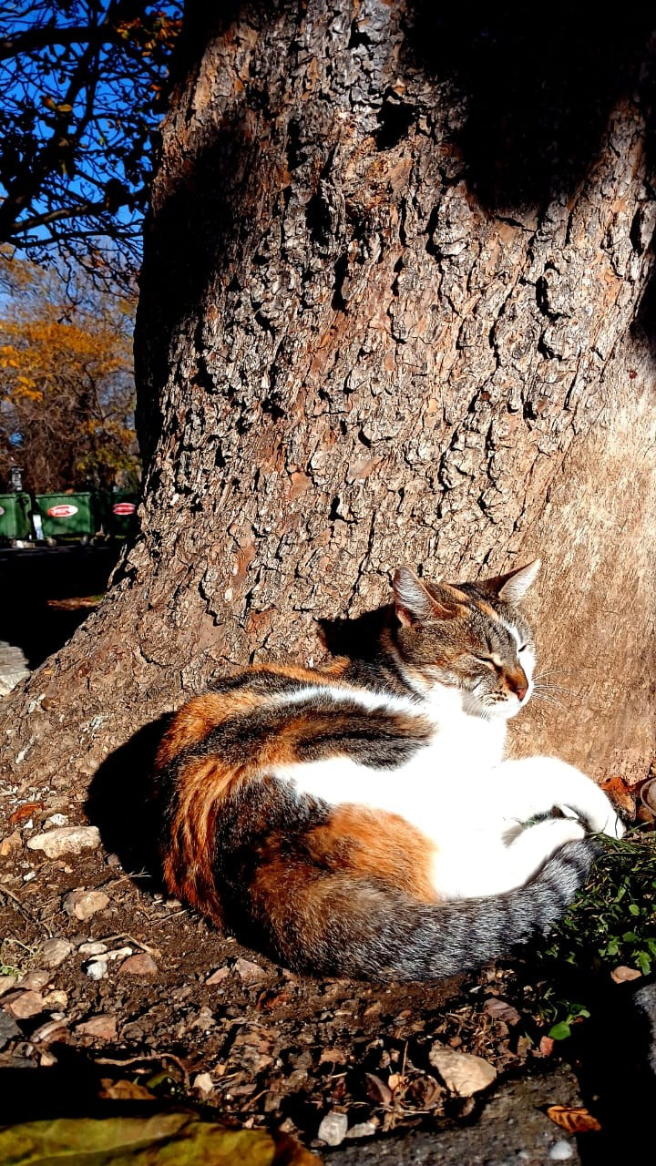 Севастопольские коты в объективе мобильного телефона. Фотограф Александр Лайкачев