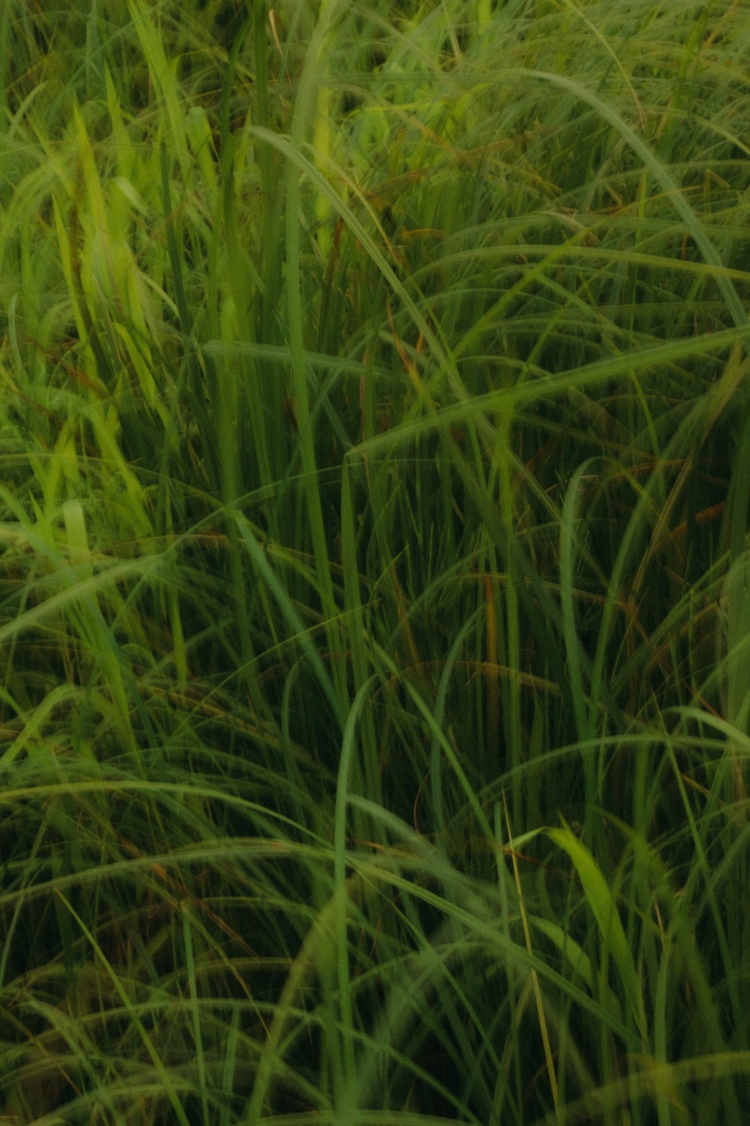 Егор и Оксана. Фотограф Нижний Новгород