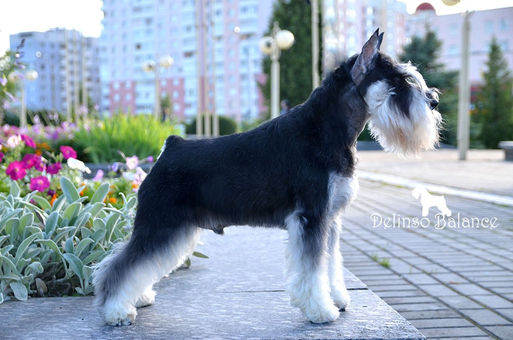 Арчи/Delinso Balance Archibald. Питомник цвергшнауцеров в Беларуси «Делинсо Бэлэнс»