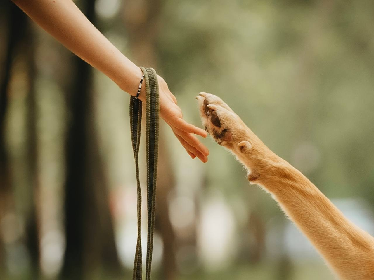 Прогулки и волонтерство. Забери домой друга