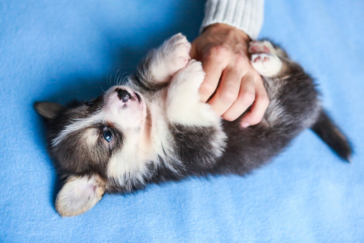 Щенки. Семейный и детский фотограф в Москве Мария Быкова