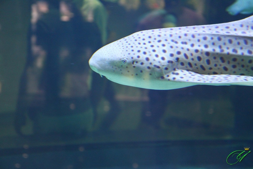 Тайланд. Пхукет 2013. Улица, люди, жизнь…