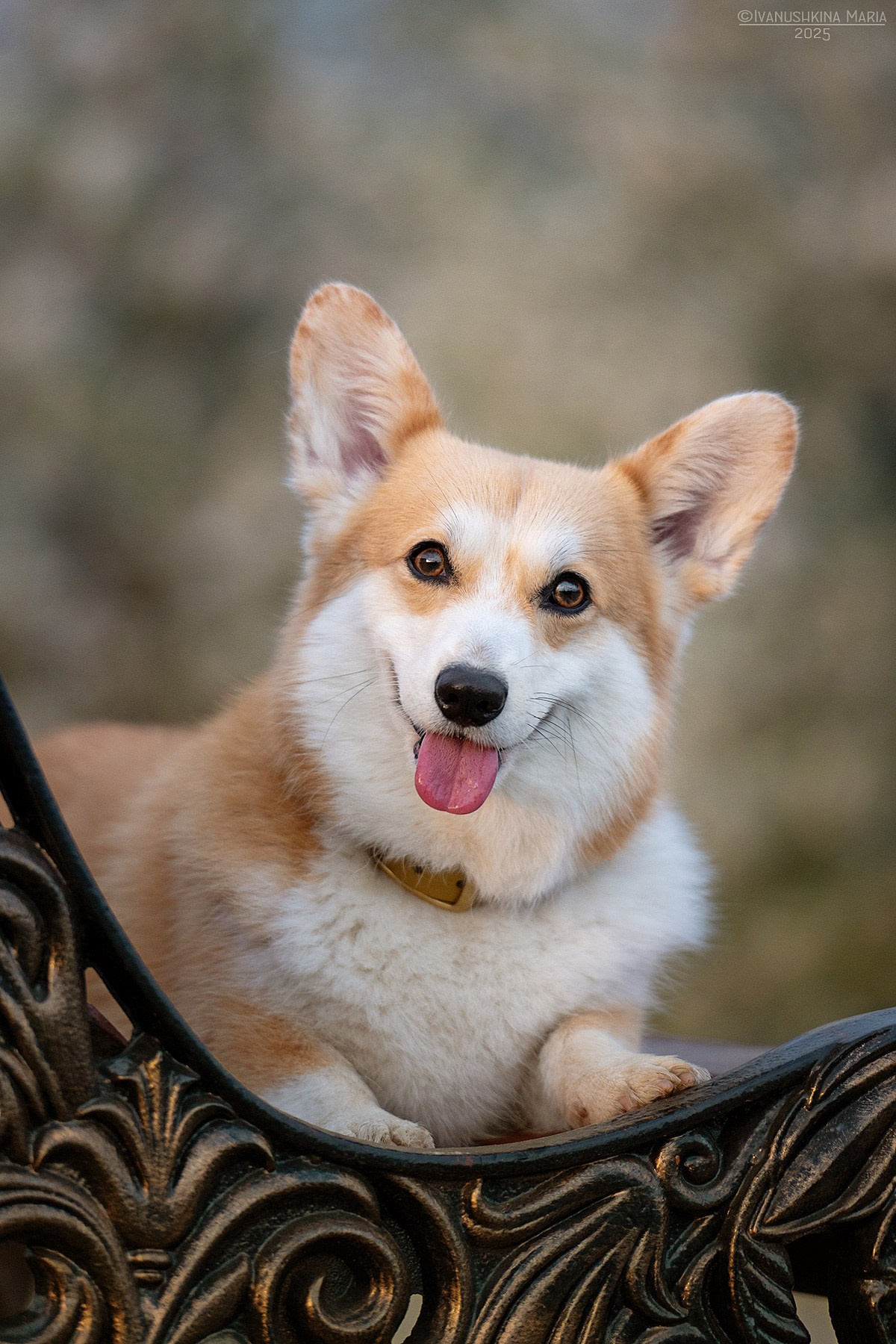 Фотограф-анималист. Фотограф собак в Москве и Московской области Иванушкина Мария