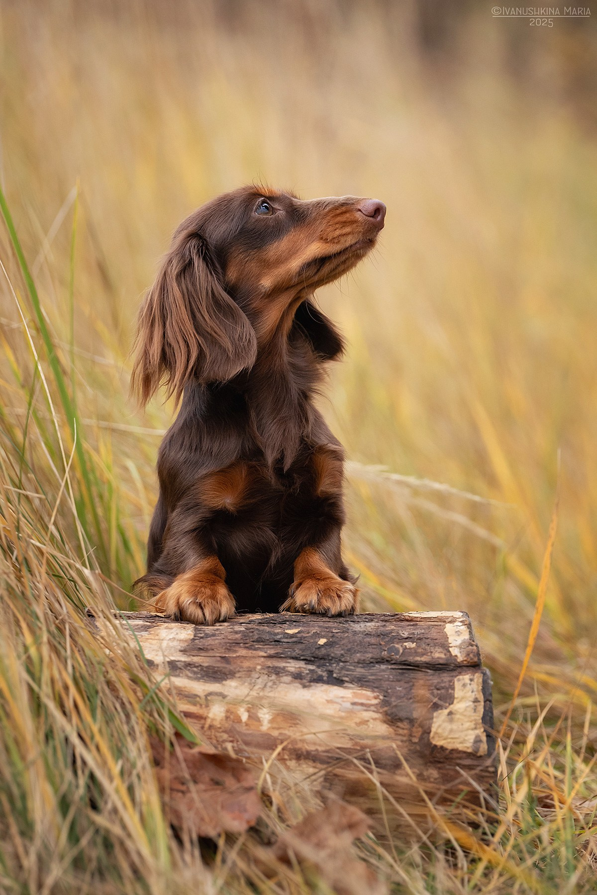 Фотограф-анималист. Фотограф собак в Москве и Московской области Иванушкина Мария