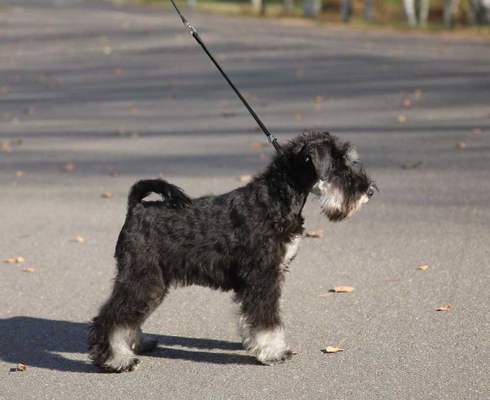 Венди/Delinso Balance Vendy Wu. Питомник цвергшнауцеров в Беларуси «Делинсо Бэлэнс»