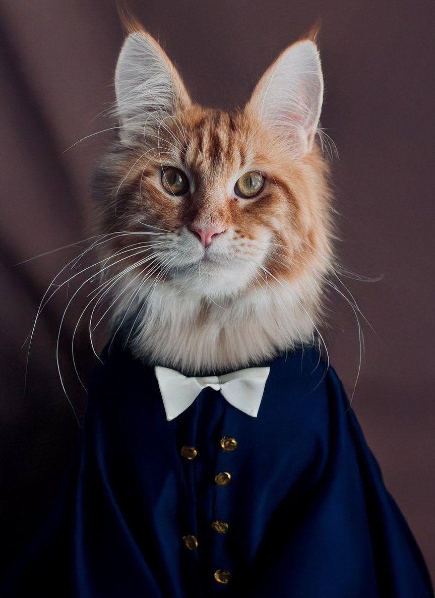 Котофантазии. Гендугова Людмила Фотограф Москва