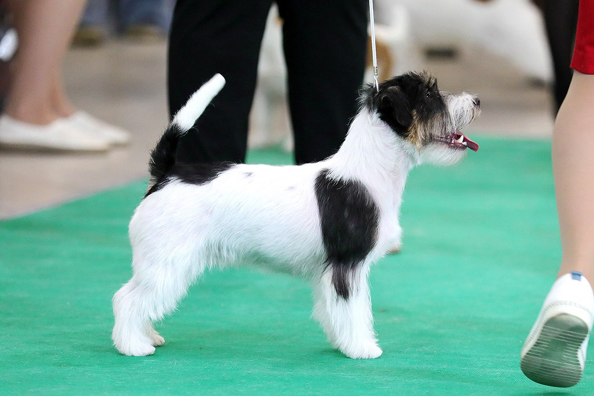 Щенки джек рассел терьера, питомник РКФ, питомник джек рассел терьеров, питомник Порт Фортис, kennel PORT FORTIS