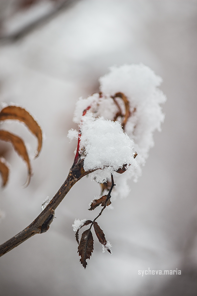 Первый снег. Детский и семейный фотограф, фотограф мероприятий Нижний Новгород